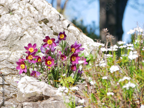 Pulsatilla vulgaris blossom in spring time in Turkenschanz Park, Wien photo