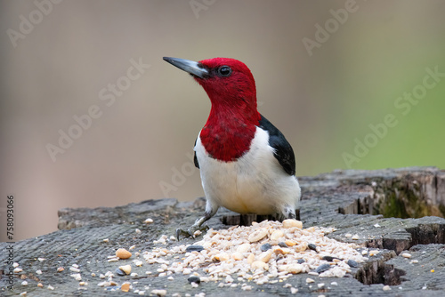 Red Headed Woodpecker