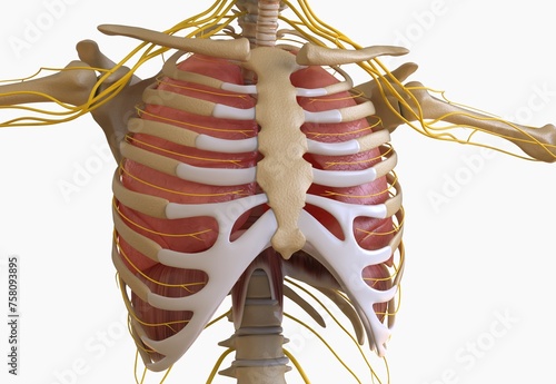 human lungs with trachea anatomy for medical concept 3D rendering