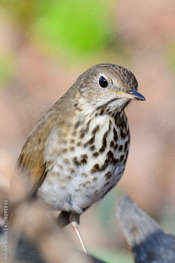 Wood Thrush Wood Thrush