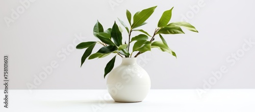 Ceramic vase with foliage on white backdrop