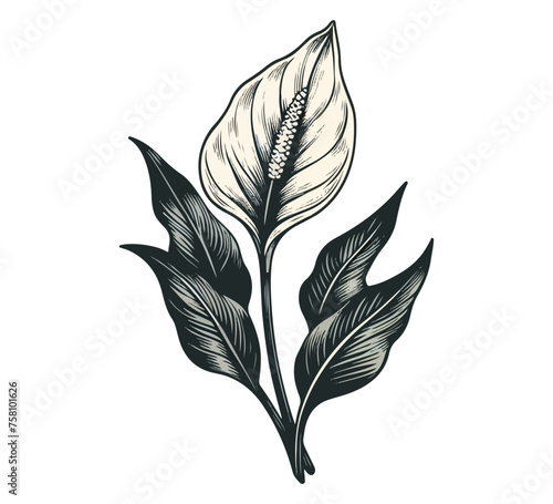 Peace Lily Flower Hand drawn vector illustration graphic
