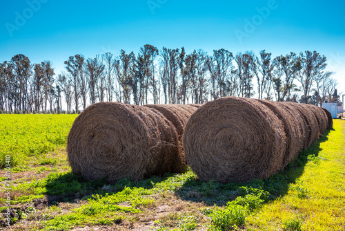 Rolos de Feno em fazenda photo