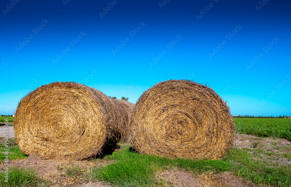 Rolos de Feno em fazenda