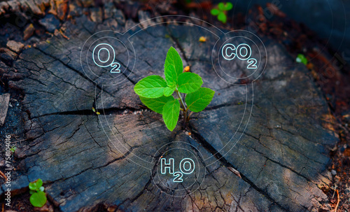 Oxygen (O2), water (H2O), and carbon dioxide (CO2) are fundamental compounds essential for life on Earth. O2 sustains respiration, H2O vitalizes hydration, and CO2 drives photosynthesis,