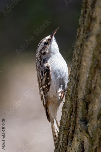 Brown Creeper