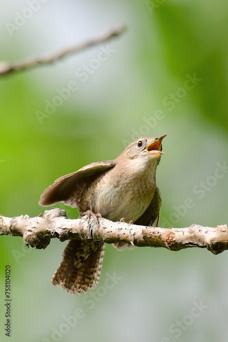 House Wren