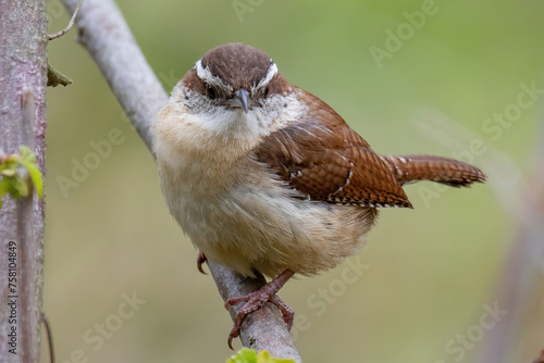 Carolina Wren