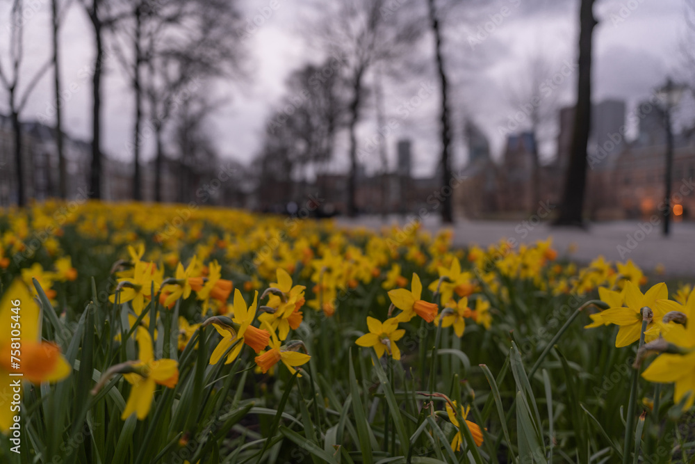 Obraz premium Spring view with blooming daffodils in the center of the city of The Hague. Cloudy weather at the Netherlands government headquarters at dusk