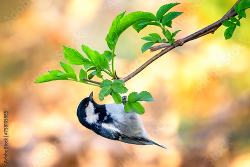 Coal tit or cole tit (Periparus ater) perched upside down on a tree branch. Colorful bird image with copy space. photo