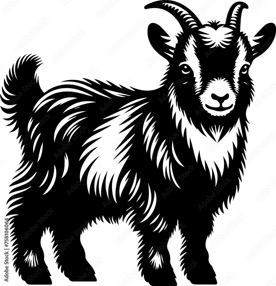 Fototapeta premium American Pygmy Goat