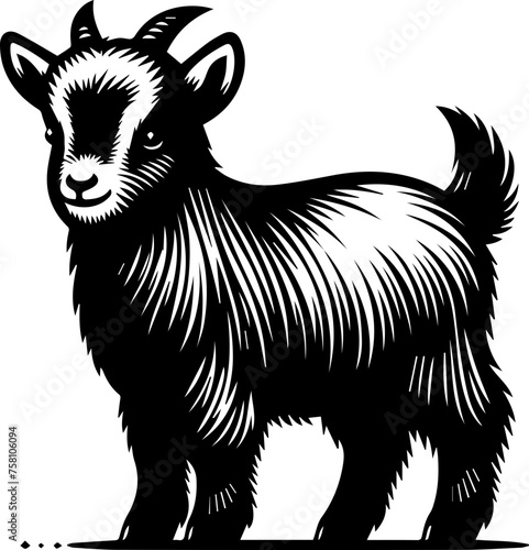  American Pygmy Goat 
