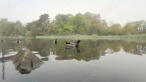 Ducks swimming peacefully on a lake on a calm misty spring morning photo
