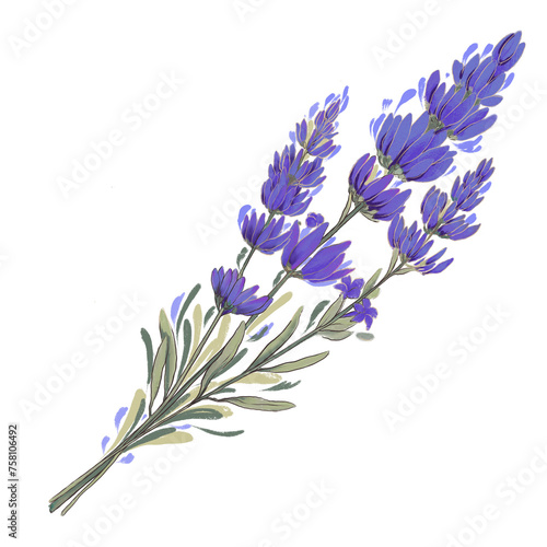 Lavender photo