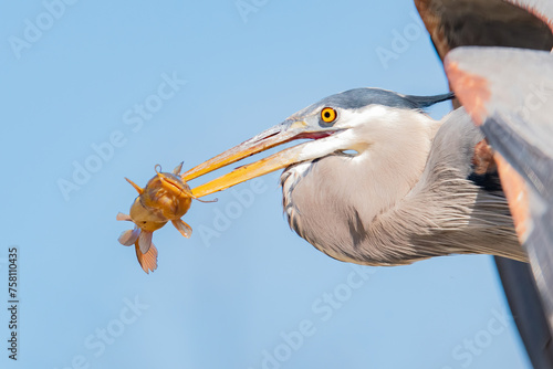 Great Blue Heron