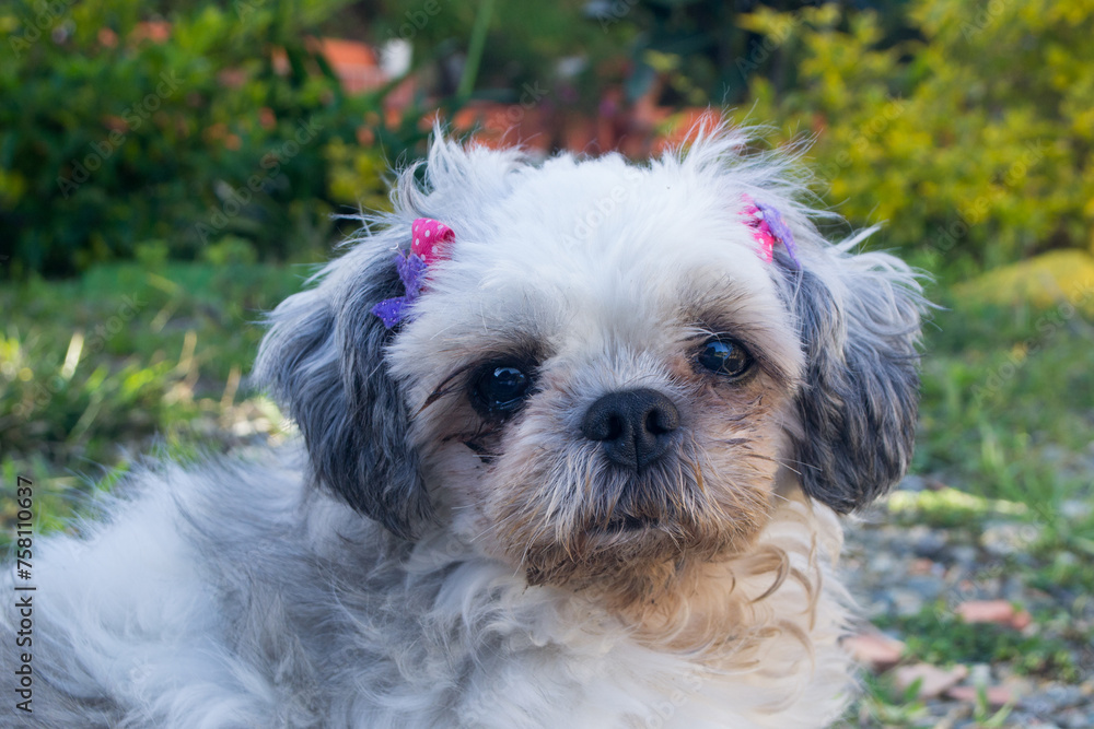 shih tzu dog in the park shih tzu dog in the park