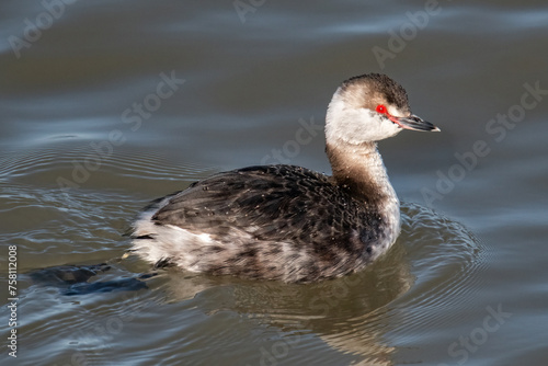Horned Grebe