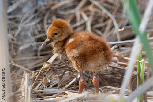 Sandhill Crane