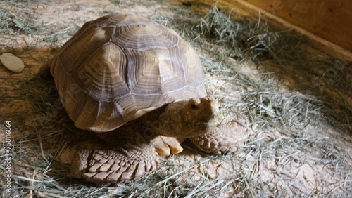 Mature Male Sulcata or Spur Thighed Tortoise Sitting in Grass