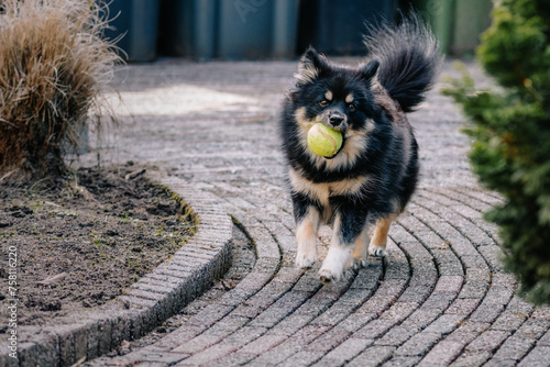 Pomsky dog playing with ball. photo