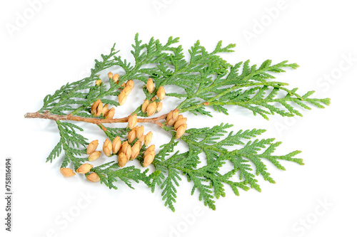 Thuja Branch with Cones Isolated on White Background