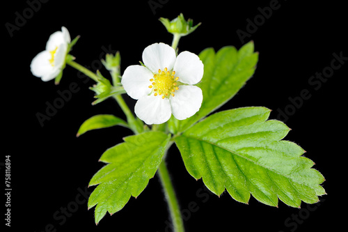 Strawberry Branch with Leaves and Flowers on Black Background #758116894