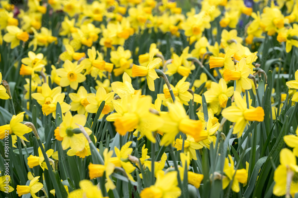 Fototapeta premium Beautiful blooming daffodil flowers.