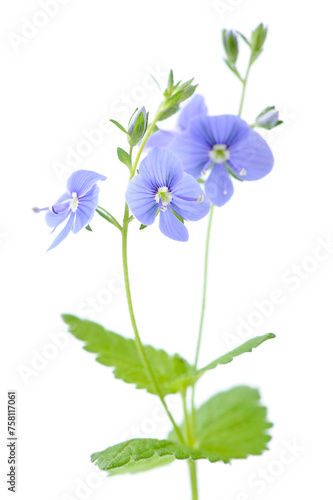 Veronica Chamaedrys (Germander Speedwell) Branch with Flowers Isolated on White Background