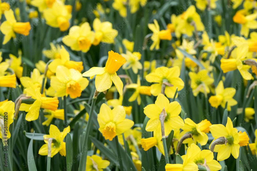 Beautiful blooming daffodil flowers. Beautiful blooming daffodil flowers.
