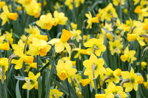 Canvastavla Beautiful blooming daffodil flowers.