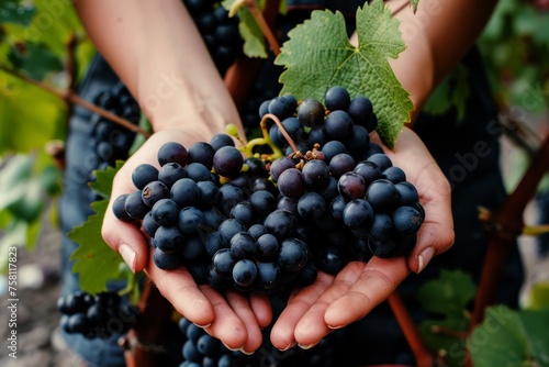 female farmer with freshly harvested black grapes in hands, grapes harvest