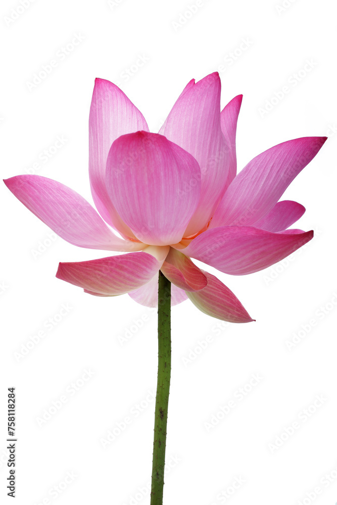 Fototapeta premium lotus flower