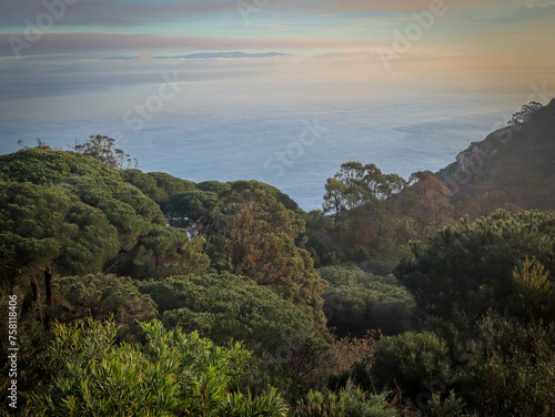 Mediterranean forest in Tangier Morocco