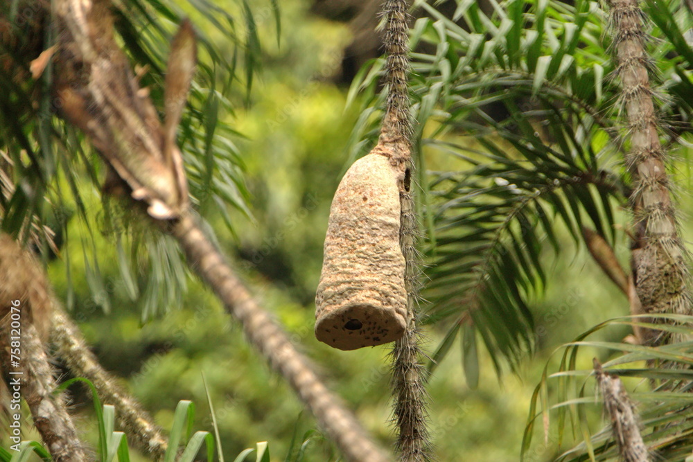 Wasp nest hanging from a palm tree in the Cuyabeno Wildlife Reserve, outside of Lago Agrio, Ecuador