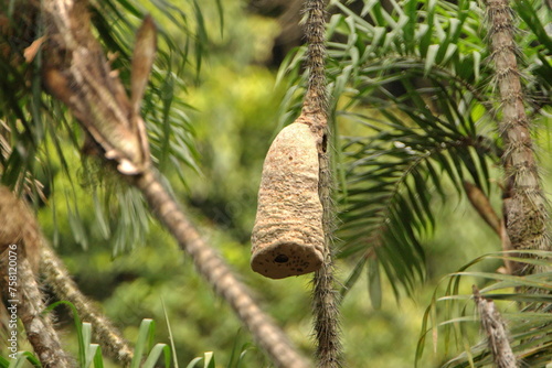 Wasp nest hanging from a palm tree in the Cuyabeno Wildlife Reserve, outside of Lago Agrio, Ecuador © Angela