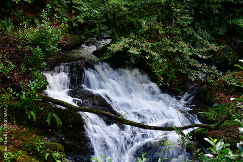Fototapeta Naklejka Na Ścianę i Meble -  Waterfall in the forest. Woodstock waterfall, Woodstock Arboretum and Gardens, Inistioge, County Kilkenny, Ireland