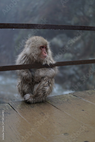 Photography Snow monkeys from Jigokudani in Japan