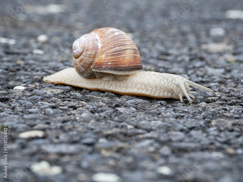 snail on the way