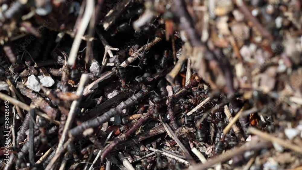 breve ripresa video che mostra con una visuale macro le formiche che si spostano all'esterno del loro formicaio, illuminate dal sole, di giorno, in primavera breve ripresa video che mostra con una visuale macro le formiche che si spostano all'esterno del loro formicaio, illuminate dal sole, di giorno, in primavera
