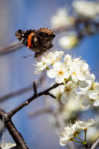 Canvas Print butterfly on a flower