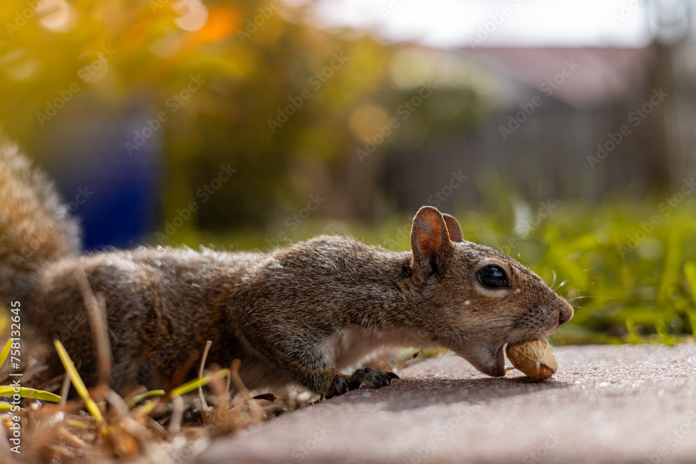Young Squirrel Biting into a Peanut in a Backyard Young Squirrel Biting into a Peanut in a Backyard