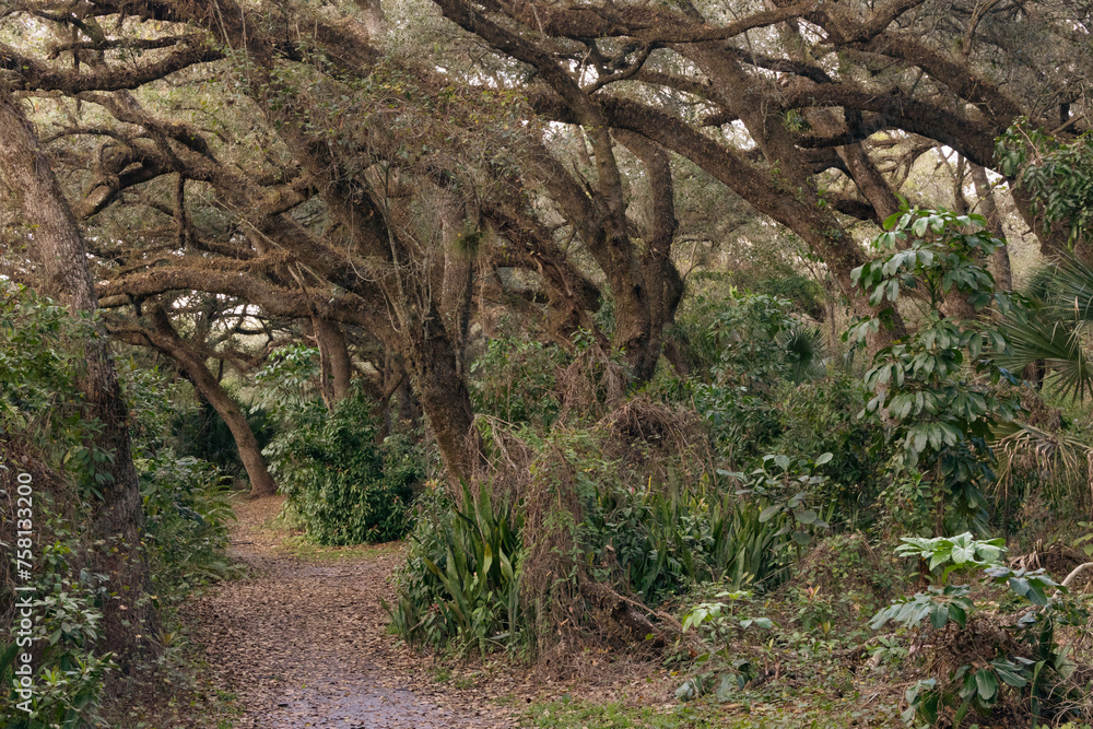 Tranquil forest path winds through gnarled trees and lush greenery, perfect for peaceful walks. Tranquil forest path winds through gnarled trees and lush greenery, perfect for peaceful walks.