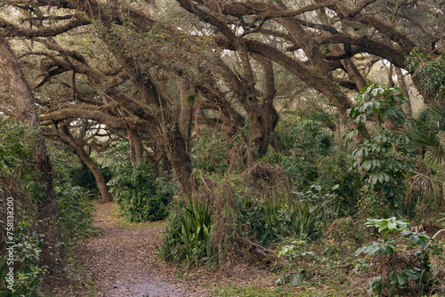 фотографія Tranquil forest path winds through gnarled trees and lush greenery, perfect for peaceful walks