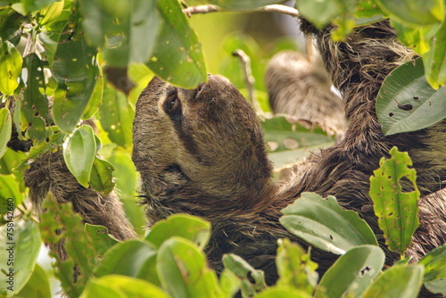 Brown-throated sloth (Bradypus variegatus) grazing on leaves in a tree in the Cuyabeno Wildlife Reserve, outside of Lago Agrio, Ecuador photo