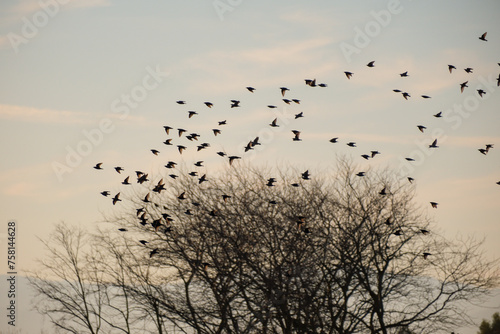 flock of birds taking off from tree
