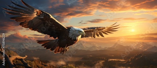 Bald Eagle flying in the sky at sunset.