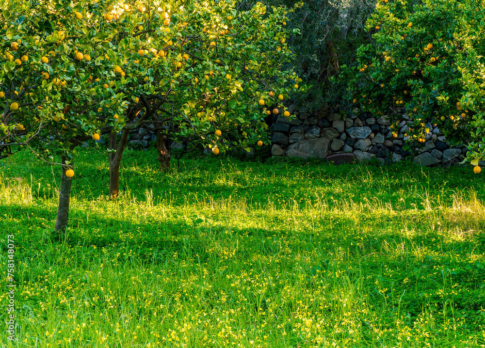 beautiful green and yellow shiny lemon garden with trees and amasing flowers and grass beautiful green and yellow shiny lemon garden with trees and amasing flowers and grass