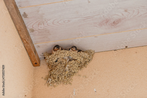 nest of swallow and its young under a roof in summer