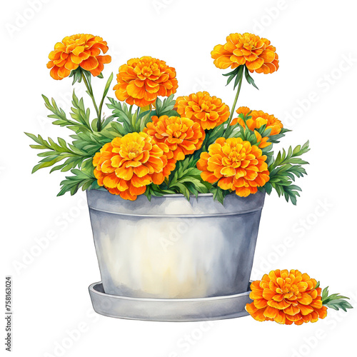 Marigold flowers in pot watercolor illustration, orange colored potted flowers, cute vector clipart, floral arrangement element, potted plant, isolated on white background, vibrant flowers