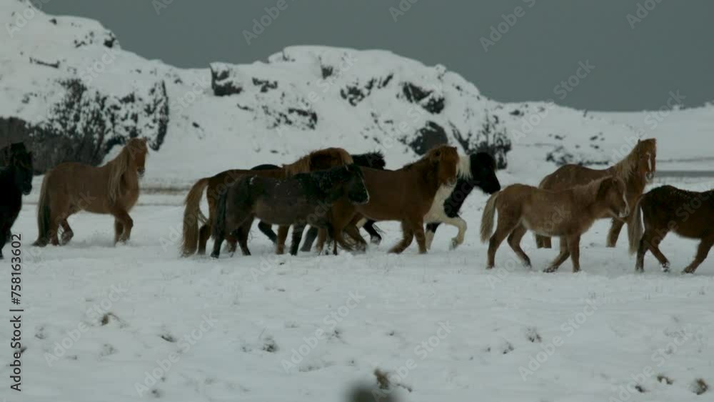 Zoom out on ponies in Iceland snow - panning shot Zoom out on ponies in Iceland snow - panning shot